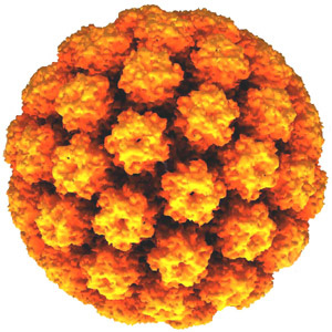 Papillomavirus uomini